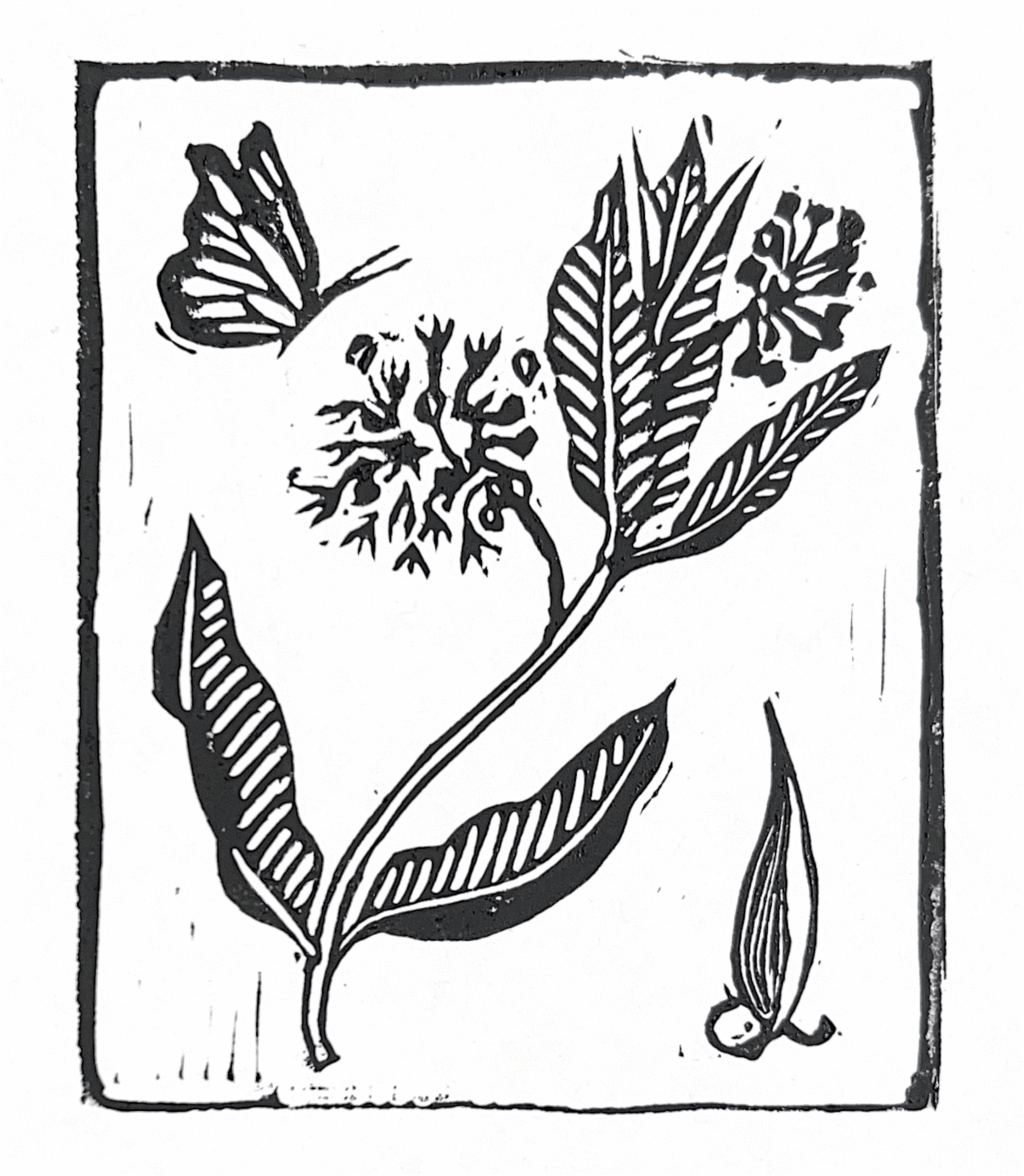 Milkweed